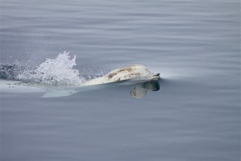 Beluga whales: Loss of Arctic sea ice due to climate change disrupts ...