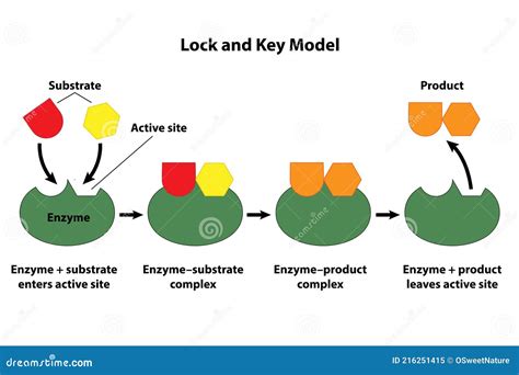 Enzyme As Catalyst In Chemical Reactions Vector Illustration ...