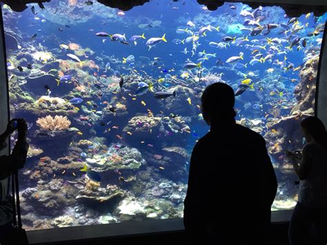 San Francisco California Academy of Sciences. Aquarium, fish, weekend ...