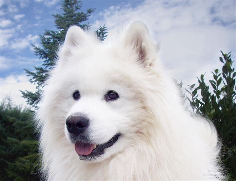 Samoyed King by Etskuni on DeviantArt