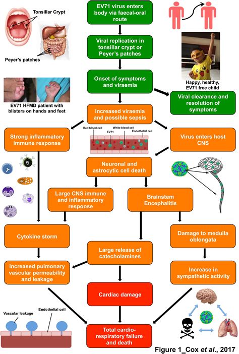 Frontiers | Immunopathogenesis and Virus–Host Interactions of ...