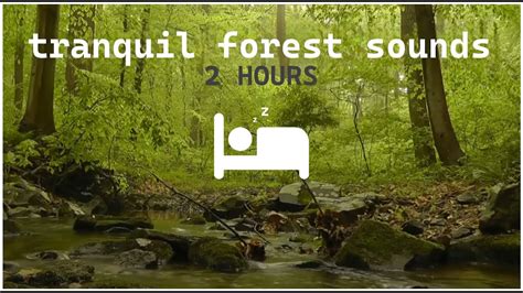 Tranquil Forest sounds - YouTube