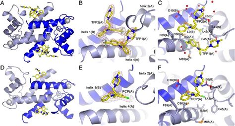 Molecular interactions of Ca 2þ-S100A4 and TFP or PCP. (A, D) Ribbon ...