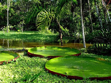 Amazon River Plants Related Keywords & Suggestions - Amazon River Plants… | Beautiful places ...