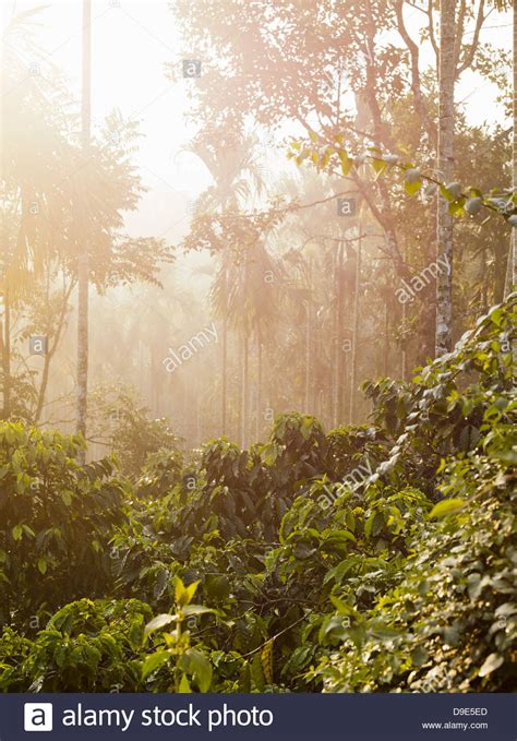 Coffee Plantation India Stock Photos & Coffee Plantation India Stock Images - Alamy