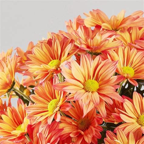 Chrysanthemum Care