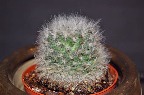 The Indoor Garden: Another pincushion cactus