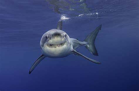 Scientists may have discovered the oldest relative of the great white shark - Earth.com