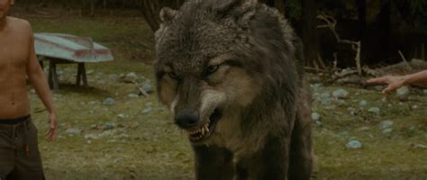 Meet the Pack: A Guide to Twilight's Quileute Werewolves - Beyond Hogwarts