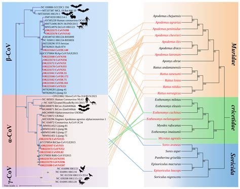 Co-evolution between coronaviruses and their hosts. The left is the... | Download Scientific Diagram