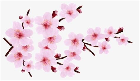 Transparent Cherry Blossom Png - Cherry Blossom Border Clip Art, Png ...