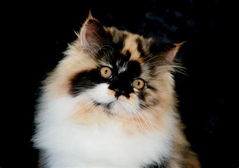 Calico Persian kitten ~ Ultra Rare Persian Kittens For Sale - (660) 292-2222 - Located in ...