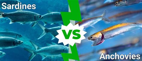 Sardines vs Anchovies: What’s the Difference? - A-Z Animals