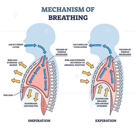 Mechanism of breathing with anatomical process explanation outline ...