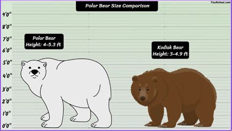 Polar Bear Size: How Big Are They? Compared With Others