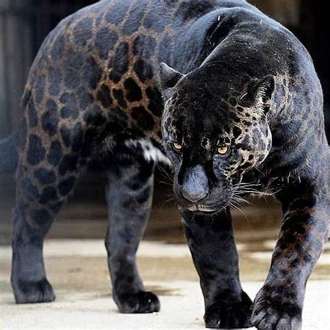 One of Nature's amazing Tricks is Melanism , a rare phenomenon described by Wikipedia as "A ...