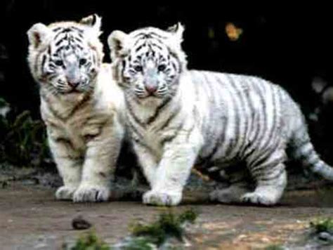 10 Interesting White Tiger Facts | My Interesting Facts