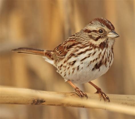 Cornell FeederWatch Cam | Cornell Lab Bird Cams Cornell Lab Bird Cams