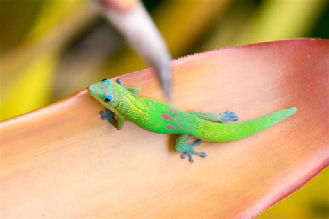 The Gecko of Hawaii | Shutterbug