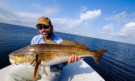 Florida Lowers Limits To Increase Redfish Numbers - Fly Fishing | Gink ...