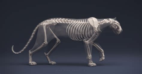 ArtStation - Explore | Feline anatomy, Cat anatomy, Animal skeletons