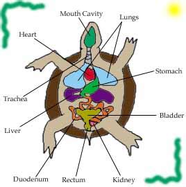 Turtle Anatomy