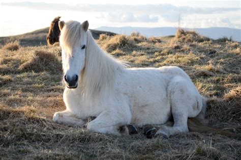 9 Things You Didn't Know About the Icelandic Horse | What's On in Reykjavík