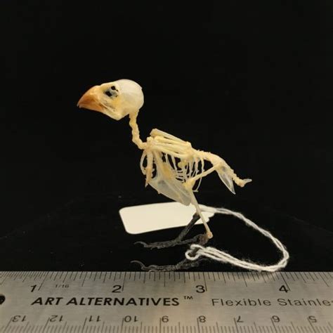 Guinea pig skeleton, real bone, available for purchase at natur.