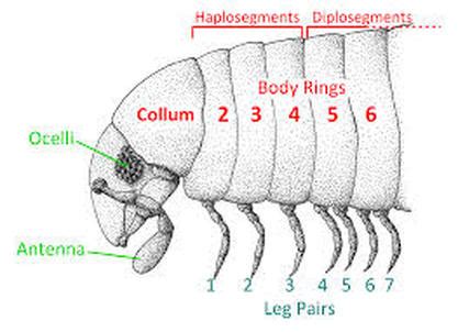 Digestion - The Giant Pill Millipede