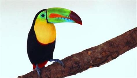 How a Toucan's Beak Works | Animals - mom.me