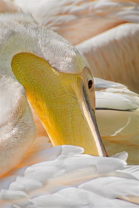 Pelican cleans feathers. stock image. Image of burrow - 105932083