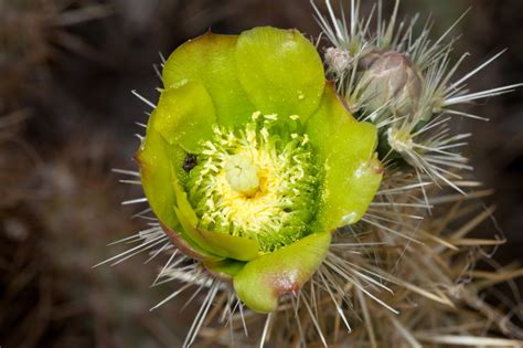 Silver Cholla Cactus Flower - Anza Borrego Wildflowers on eecue.com ...