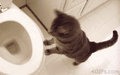 animals funny gif | WiffleGif