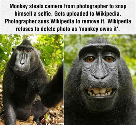 Monkey Steals Photographers Camera To Take a Selfie And Owns The Rights ...