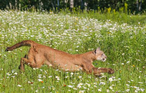 Cougar (Mountain Lion) Habitat - Animal Sake