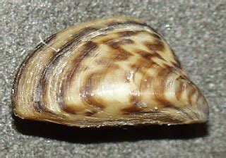 Dendroica: Invasive Mussels and Birds