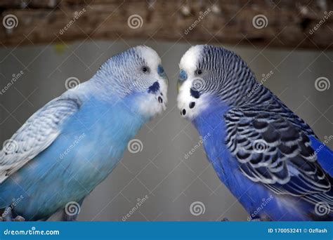 The Budgerigars are Perched on Tree Branch Stock Image - Image of ...