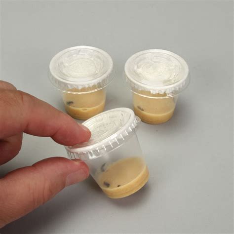 Painted Lady Butterfly Larvae Mini Cup Set | Carolina Biological Supply