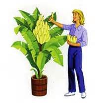 Indoor Banana Tree - As Seen On TV Promotions