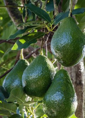 Florida Avocados - Florida Agriculture in the Classroom