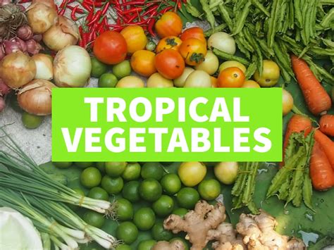 Tropical Vegetables - Tropical Food Garden