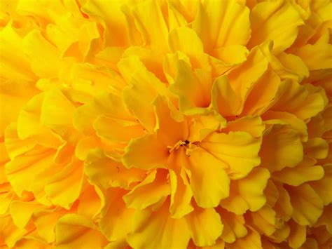 Yellow Flowers Wallpapers | HD Background Images | Photos | Pictures ...