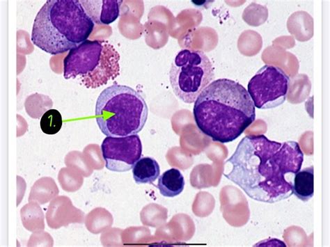 Cells and Inclusions Flashcards | Quizlet