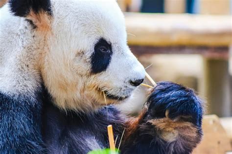 Premium Photo | A panda bear eating bamboo in a zoo.