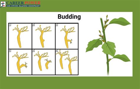 Budding: Definition, Process, and Examples (Hydra, Yeast)