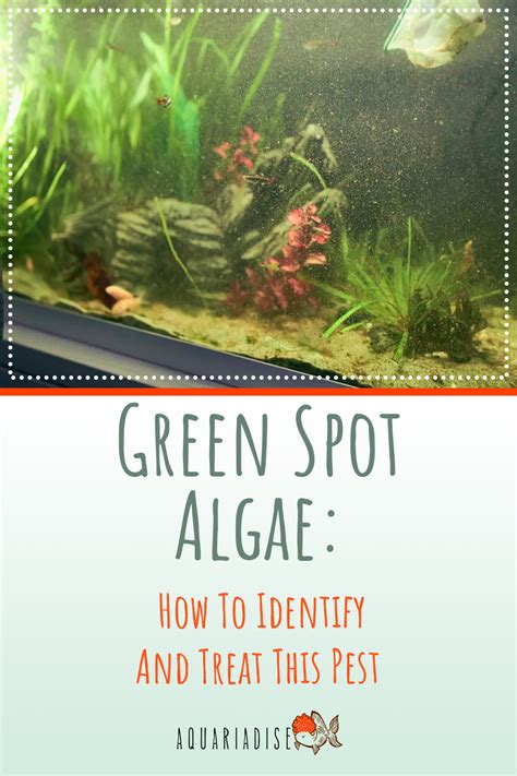 Green Spot Algae: How To Identify And Treat This Pest