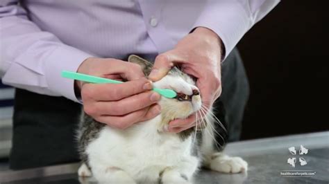 Vet Tutorial | How to Brush a Cat's Teeth - YouTube