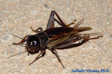 Orthoptera-Gryllidae-Gryllus-Field crickets MALE (1) - Urban Programs - El Paso County