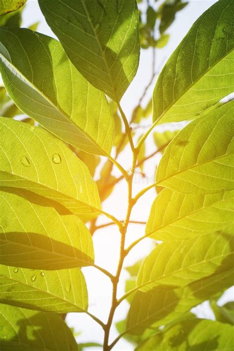 Fresh Green Annona Squamosa Leaves in Nature Garden Stock Image - Image ...