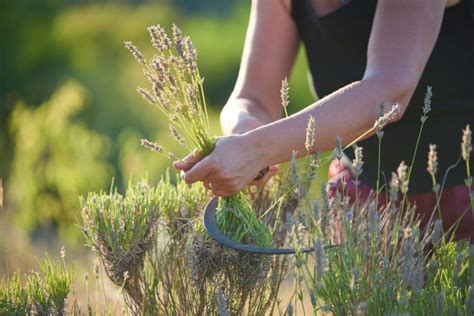 Pruning lavender: when & how? - Plantura